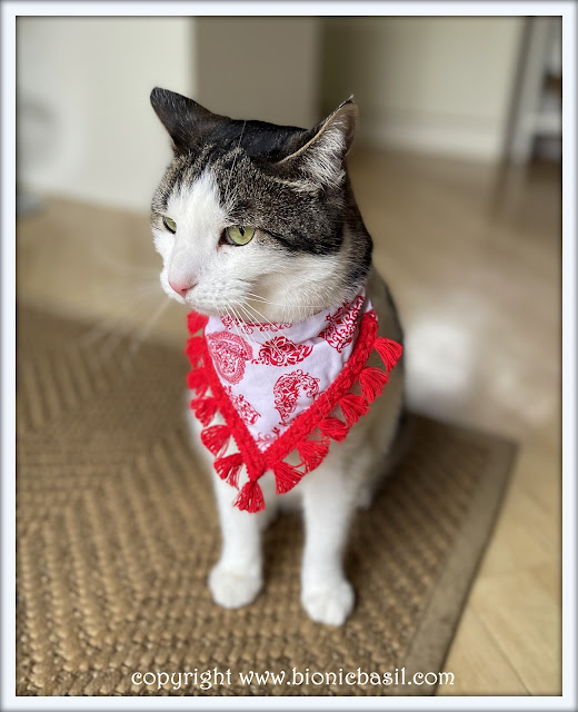 The BBHQ Midweek News Round-Up ©BionicBasil® Melvyn Modelling This Weeks Top Pick Bandana - Red Hearts with Red Tassels
