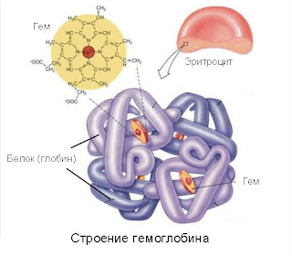 строение гемоглобина