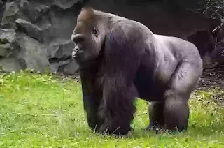 Gorilla