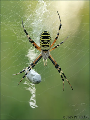 Lapseņveida zirneklis (Argiope bruennichi)