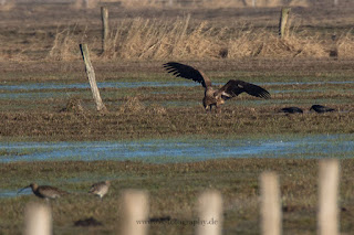 Wildlifefotografie Seeadler