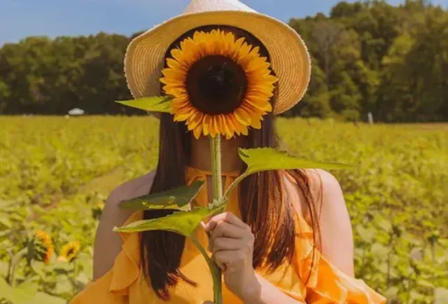 A Girl in Sunflower Garden Showing A Sunflower