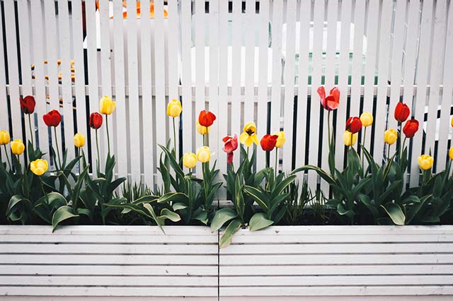 garden fence with tulips