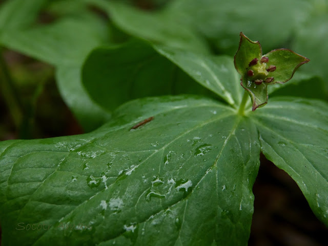 Trillium smallii