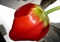 The Big Tulip