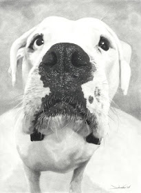 05-Boxer-Dogs-Cats-Horses-and-Cows-Pencil-Drawings-www-designstack-co