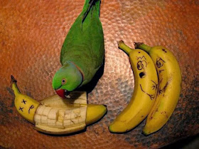 Funny animals of the week - 3 January 2014 (40 pics), bird eats banana