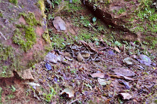 Large coiled fer-de-lance snake on ground.