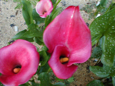 Calla lilie Majestic Red