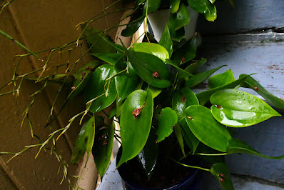 Pleurothallis matudana - Matuda's Bonnet orchid care and culture