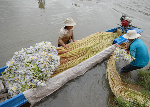 Hình ảnh bó hoa súng