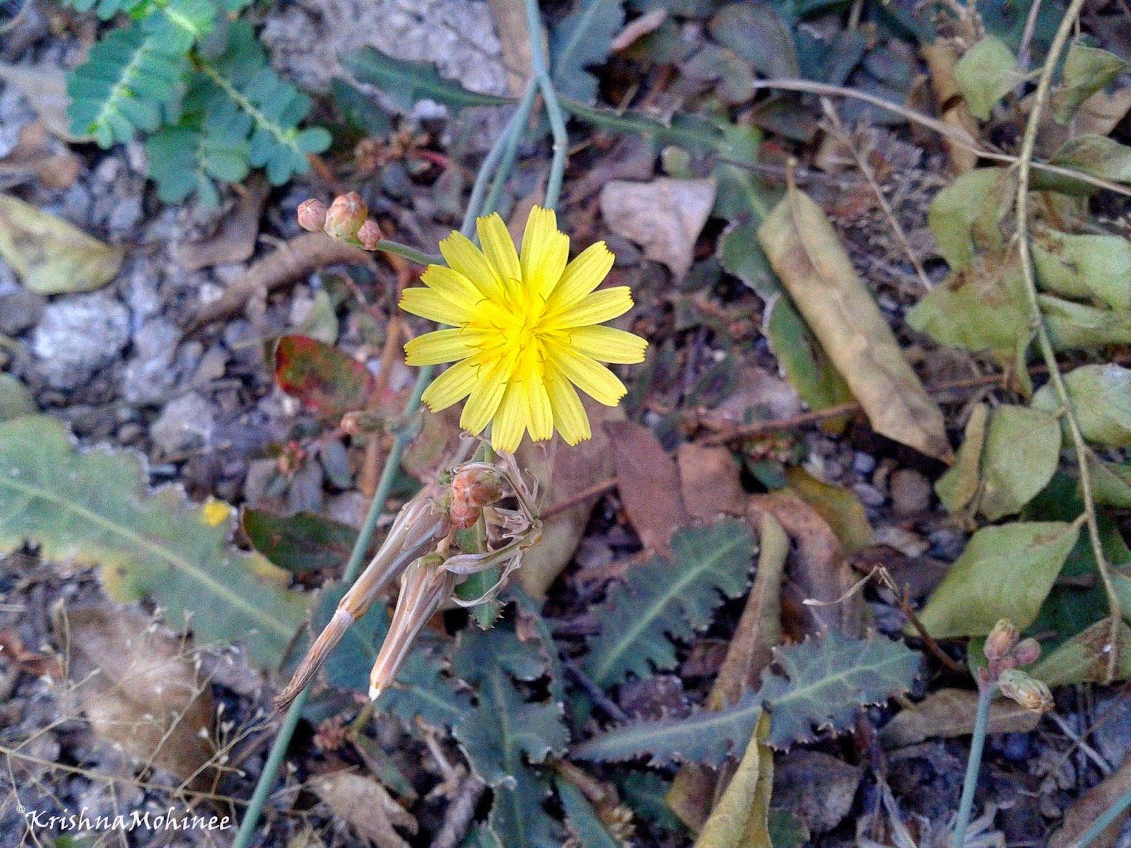 Image: Yellow wild flower