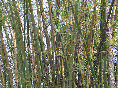 Bamboo In Florida8