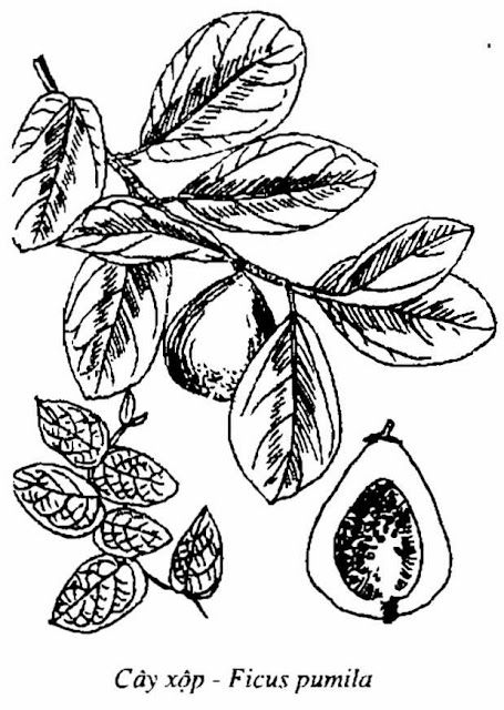 HÌNH VẼ CÂY XỘP (Vương Bất Lưu Hành) - Ficus pumila - Nguyên liệu làm Thuốc Bổ, Thuốc Bồi Dưỡng
