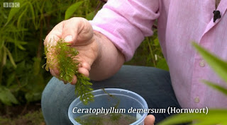 Hornwort