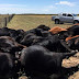 (video) UN RAYO MATÓ A 22 VACAS EN UN CAMPO DE LA PAMPA