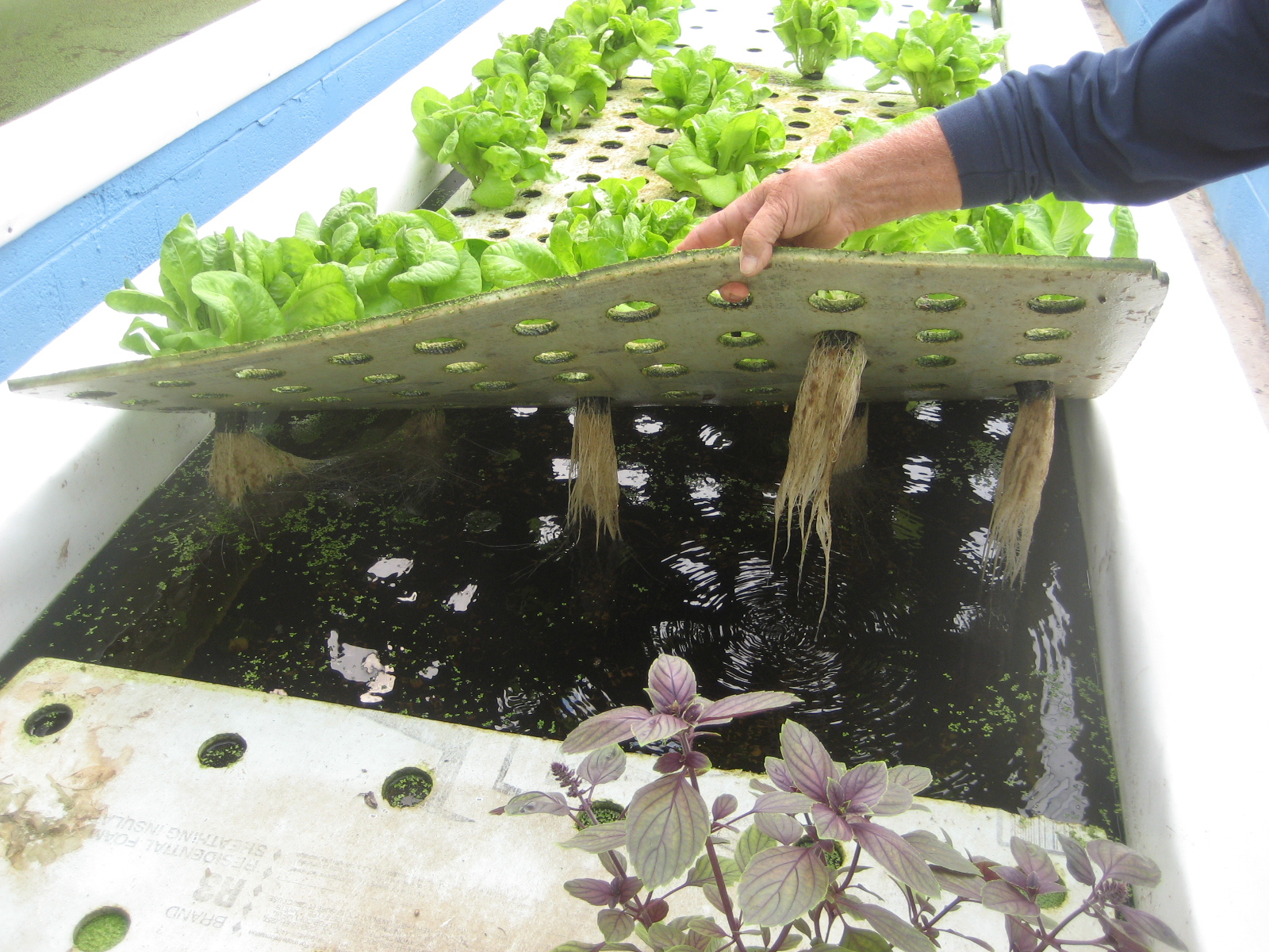Aquaponic Gardening: Aquaponic Gardening, Get the Scoop!