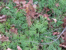 northern ground pine