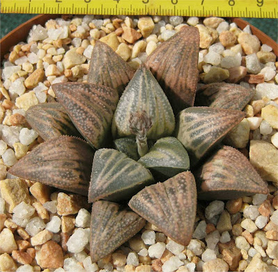 Haworthia Lombard Star