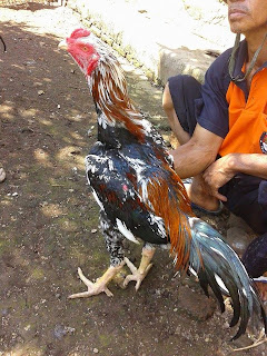 Jual ayam Bangkok semarang, jual ayam Bangkok ke surabaya, ayam adu Bangkok jawara, jual ayam Bangkok bantul, ayam Bangkok aduan di semarang, ayam Bangkok di purwokerto, solo, ayam adu jawara garut, ayam adu di palu, jual ayam Bangkok terbaru di makasar, jual ayam adu mei 2015, ayam jawara mei 2015, ayam adu tangkas Bangkok jawara, ayam Bangkok terbaru, ayam Bangkok super, ayam Bangkok istimewa