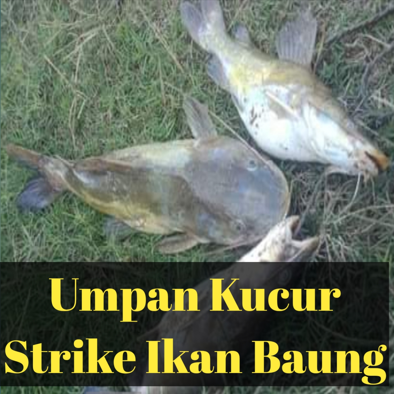 Mancing ikan baung umpan kucur ini hampir diakui oleh banyak pemancing