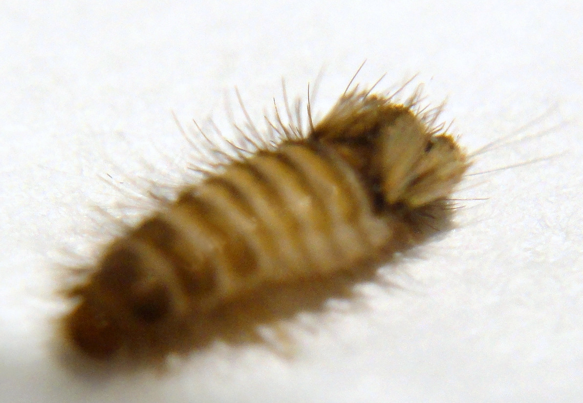 Bed Bug Larvae Angry larva, still running.