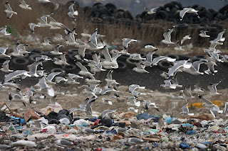 Sirályok (Gulls)