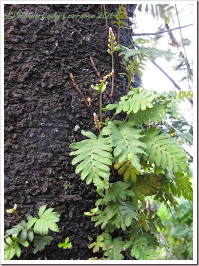 08-01-resurrection-fern3