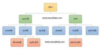 इयत्ता सातवी सामान्य विज्ञान धडा चौथा  स्वाध्याय प्रश्न उत्तरे  इयत्ता सातवी सामान्य विज्ञान गाईड pdf  इयत्ता सातवी सामान्य विज्ञान स्वाध्याय धडा ४  सजीवांतील पोषण  स्वाध्याय इयत्ता सातवी  सजीवांतील पोषण प्रश्न उत्तरे  इयत्ता सातवी सामान्य विज्ञान चौथा धडा स्वाध्याय  ७std science question answer in Marathi medium pdf  ७ class science question answer in Marathi ४th  lesson  ७th std science question answer Maharashtra board in Marathi