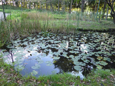 花博記念公園鶴見緑地　花の谷　スイレン池