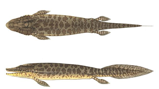 Tiktaalik es un pez sarcopterigio (aletas lobuladas) del periodo Devónico tardío, con muchas características de los tetrápodos, por lo que es considerado un importante fósil transicional. ​ Restos excelentemente preservados de Tiktaalik fueron encontrados en 2004 en la isla de Ellesmere en Canadá.