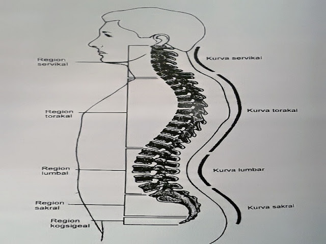 Gambar Penyebab Dan Gejala Osteoporosis Serta Cara Mengobati