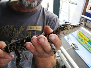 Bayou Alligator