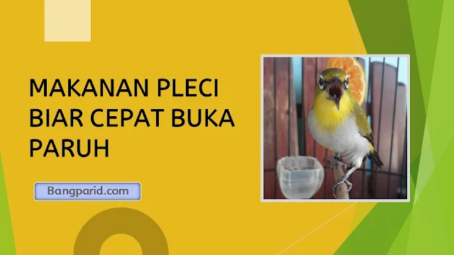 MAKANAN PLECI BIAR CEPAT BUKA PARUH