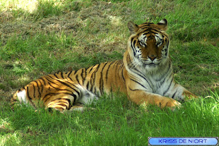 Tigre du Bengale - Panthera tigris tigris