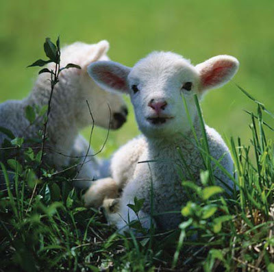 NAMC montessori classroom spring animal and nature activity study baby lambs