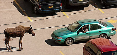 Animal Attacking Car Seen On www.coolpicturegallery.us