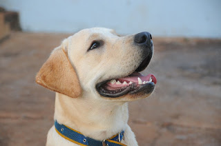 displasia da anca em cães