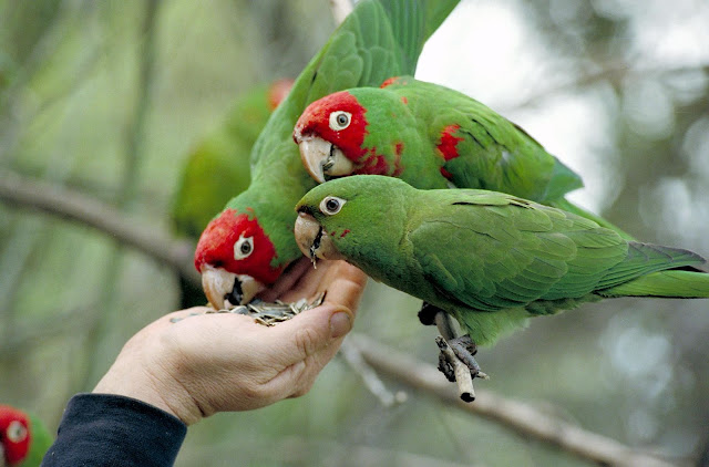 Beautiful Parrots