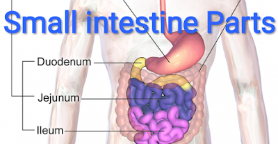 What are the parts of the small intestine in order?, small intestine length,  small intestine structure,  small intestine function
