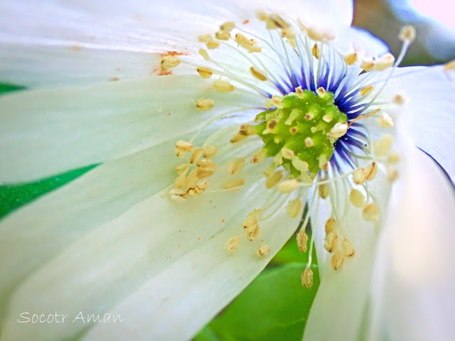 Anemone pseudoaltaica