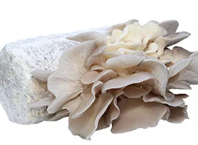 Buy Grey Oyster Mushroom Growing Kit online