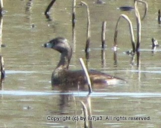 Pied-billed Grebe