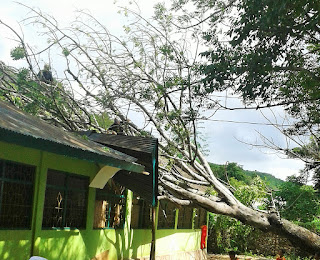 Gambar Sekolah yang terkena pohon tumbang