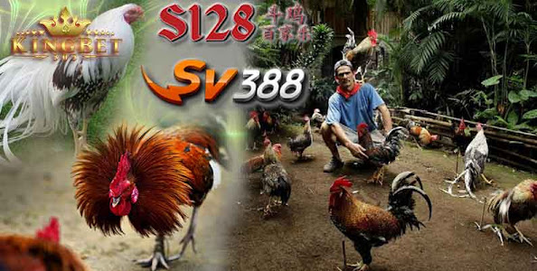 AGEN SABUNG AYAM DAFTAR AGEN TERPERCAYA SV388 24 JAM DI INDONESIA 