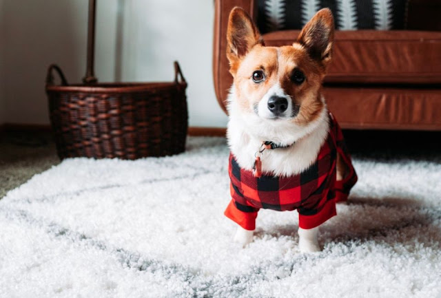 Cuidados com os Cães no Inverno