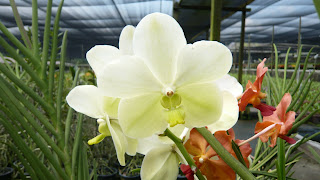 Picture of a nice orchid