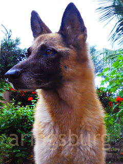 aringsburgkennel.blogspot.com/2015/08/how-i-brought-rechie-back-to-main.html