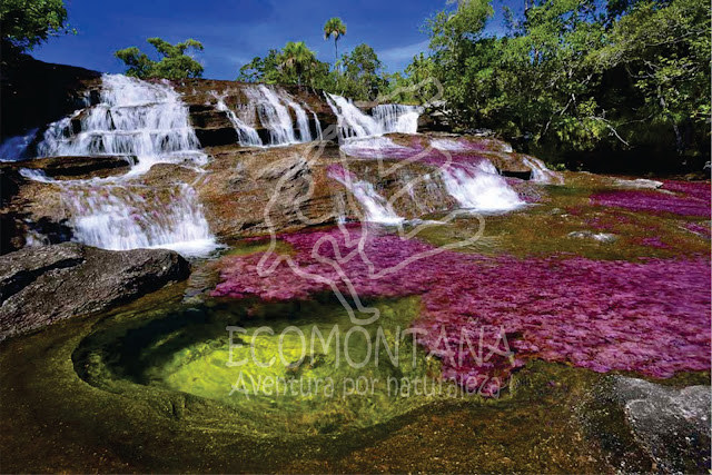 http://ecomontana.com.co/index.php/naturaleza-eje-cafetero-turismo-colobia/planes-cano-cristales