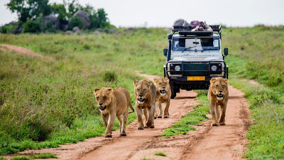 Wildlife tourism is a subset of tourism in many countries that focuses on observing and interacting with local animals and plants in their natural habitats.